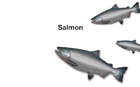 1 Schermata Salmon Reality