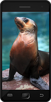 Tiere Video Plakat