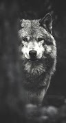 پوستر Pro Wolf Wallpapers 2018