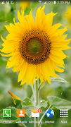 Sunflower Live Wallpaper ภาพหน้าจอ 3