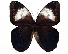 Moth Themen Screenshot 4