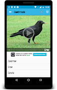 Animal Beats Screenshot 2
