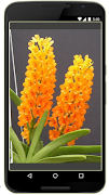 Orchids in Indonesia screenshot 4
