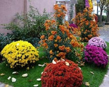 फूल का बगीचा स्क्रीनशॉट 4