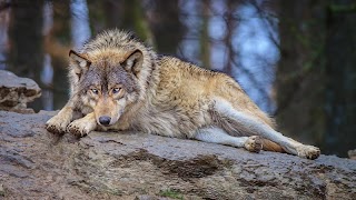 The wolf ポスター