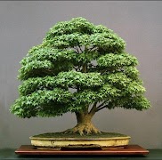 Drzewo bonsai screenshot 1