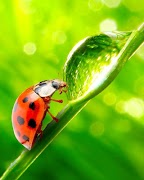 Ladybug Puzzle Game screenshot 5