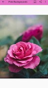 Pink Backgrounds تصوير الشاشة 2