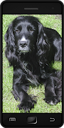 Cockerspaniel Plakat