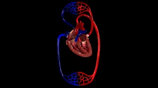 برنامه‌نما VR Blood Circulation عکس از صفحه