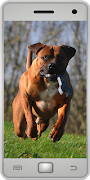 Boerboel poster