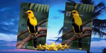 Indian Golden Oriole Sound : Golden Oriole Call পোস্টার