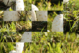 Tile Puzzles · Mushrooms screenshot 5