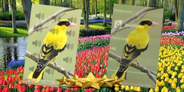 Black Naped Oriole Call : Black Naped Oriole Song Screenshot 2