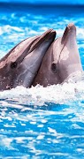 Dolphin Wallpapers 4K UltraHD screenshot 5
