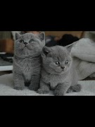 Cats Images 스크린샷 2