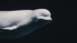 Documentales de animales marinos. captura de pantalla 7