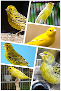 Canary singing syot layar 5