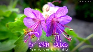 Bom Dia Boa Noite poster