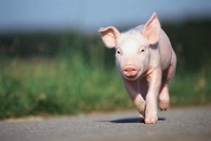 The Little Pig Live Wallpaper capture d'écran 3