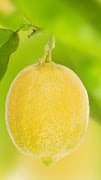برنامه‌نما Lemon Wallpapers عکس از صفحه