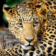 برنامه‌نما Leopard Live Wallpaper عکس از صفحه