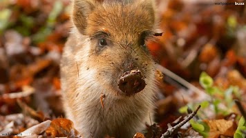 The Little Pig Live Wallpaper capture d'écran 1