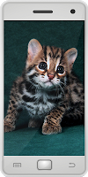 Bengal Cat poster