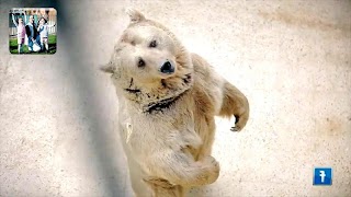 حديقة الحيوان طيور الجنة فيديو بدون انترنت captura de pantalla 1