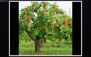 토마스보카  (토마스잉글리시Voca) screenshot 4