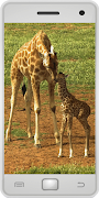 Wild Animals โปสเตอร์