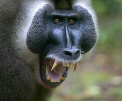 Angry Monkey Wallpaper 4K screenshot 2