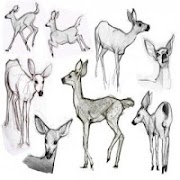 How to Draw Animals screenshot 2