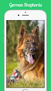 German Shepherds Ekran Görüntüsü 7