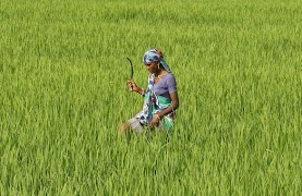 Agri Status পোস্টার