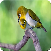 pleci اسکرین شاٹ 2