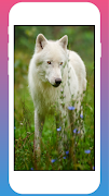 Wolf Wallpaper screenshot 2