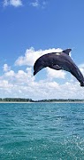 Dolfijn 4K Wallpapers Gratis screenshot 2