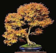 Bonsai Tree syot layar 2