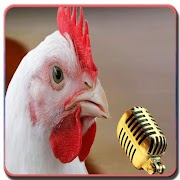 Chicken song Video without Net 截图 6