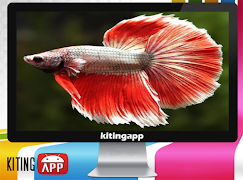 Betta ryb 3D screenshot 5