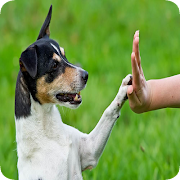 犬の訓練 スクリーンショット 1