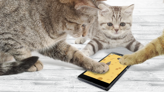 Games for cat Mouse screenshot 6