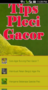 Tips Pleci Gacor Plakat