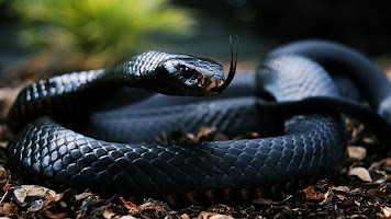 Snake Black HD Live Wallpaper poster
