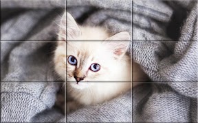 Kätzchen - Puzzle Screenshot 3