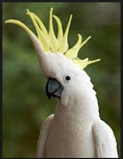 Burung kakaktua screenshot 3