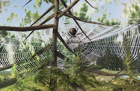 Spider simulation screenshot 7