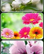Spring Flowers اسکرین شاٹ 3