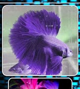 Betta Fish Contest اسکرین شاٹ 4